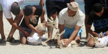 Libye: Des  gazelles en voie d’extinction réintroduites sur l’île de Farwa
