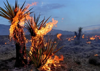 Dix hectares d&rsquo;oasis ravagés par les flammes à Tozeur