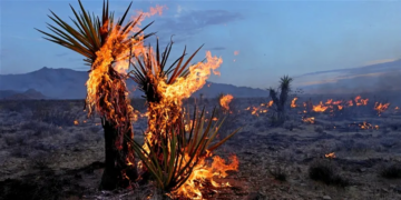 Dix hectares d’oasis ravagés par les flammes à Tozeur
