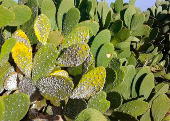 Figue de Barberie: Plus de la moitié des cultures sont infectées par la cochenille