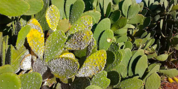 Figue de Barberie: Plus de la moitié des cultures sont infectées par la cochenille