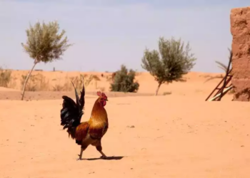 Le Maroc fait face à une vague de chaleur, jusqu&rsquo;à 46°