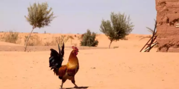 Le Maroc fait face à une vague de chaleur, jusqu’à 46°