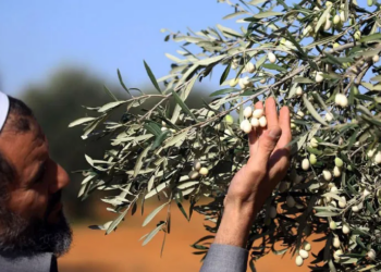 Mouche de l&rsquo;olivier: Le ministère de l&rsquo;Agriculture appelle les oléiculteurs à limiter l&rsquo;irrigation jusqu&rsquo;au 15 août