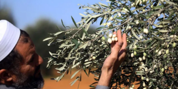 Mouche de l’olivier: Le ministère de l’Agriculture appelle les oléiculteurs à limiter l’irrigation jusqu’au 15 août