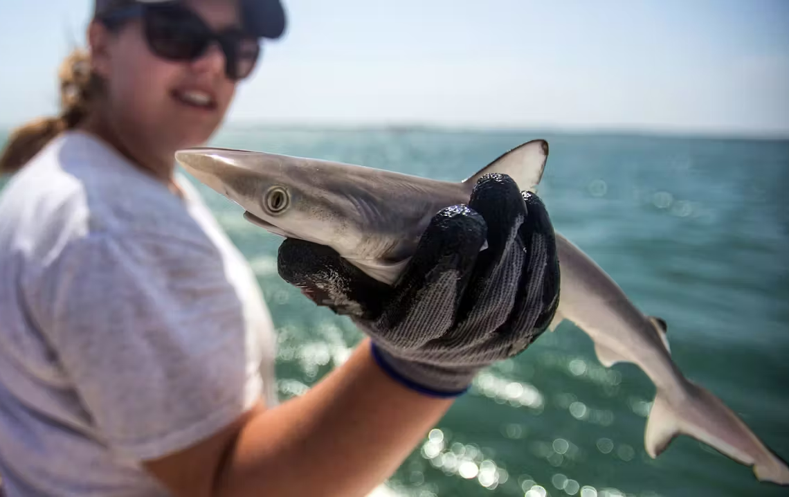 Pollution: Des traces de cocaïne retrouvées dans des requins, au large du Brésil