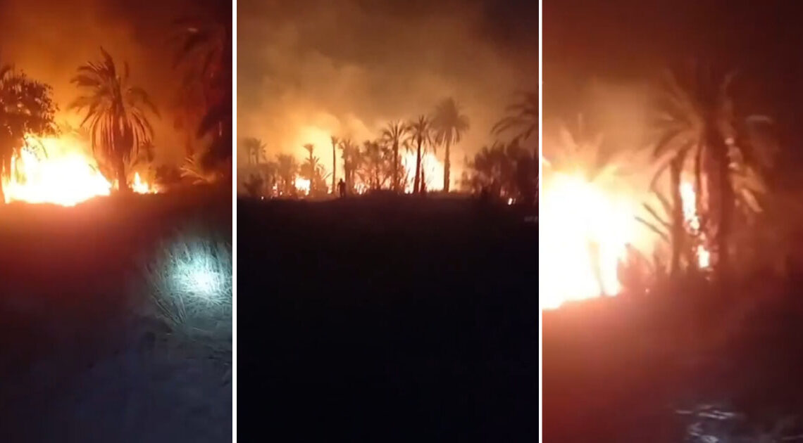 Tozeur: Quatre hectares d’une palmeraie ravagés par les flammes 