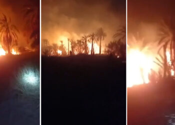 Tozeur: Quatre hectares d&rsquo;une palmeraie ravagés par les flammes 