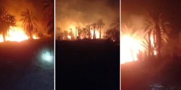 Tozeur: Quatre hectares d’une palmeraie ravagés par les flammes 