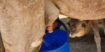 Tozeur se lance dans la commercialisation du lait de chamelle