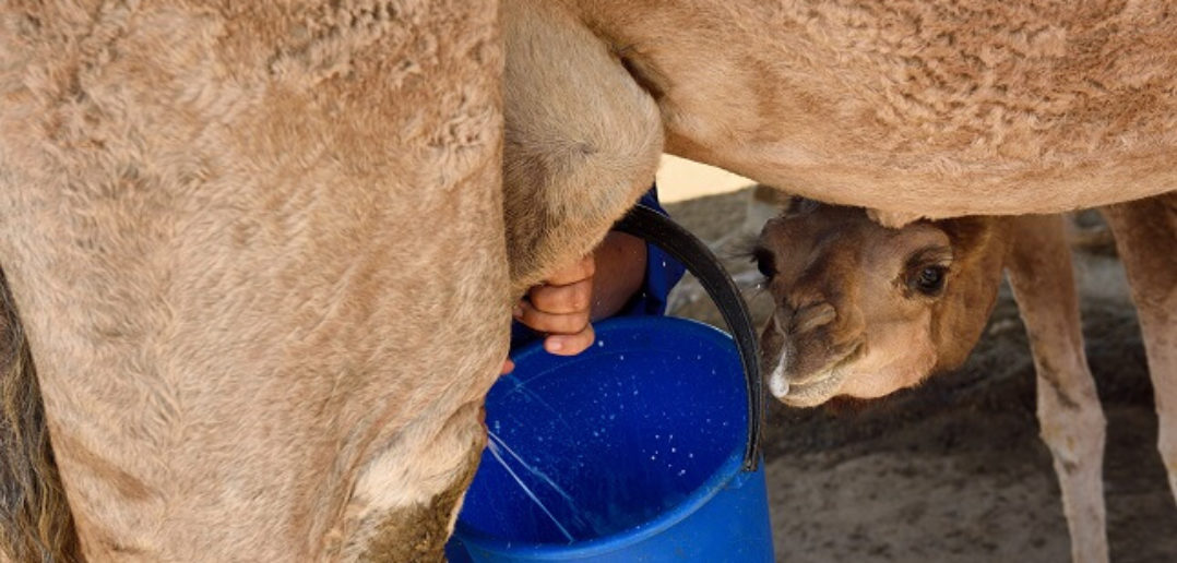 Tozeur se lance dans la commercialisation du lait de chamelle