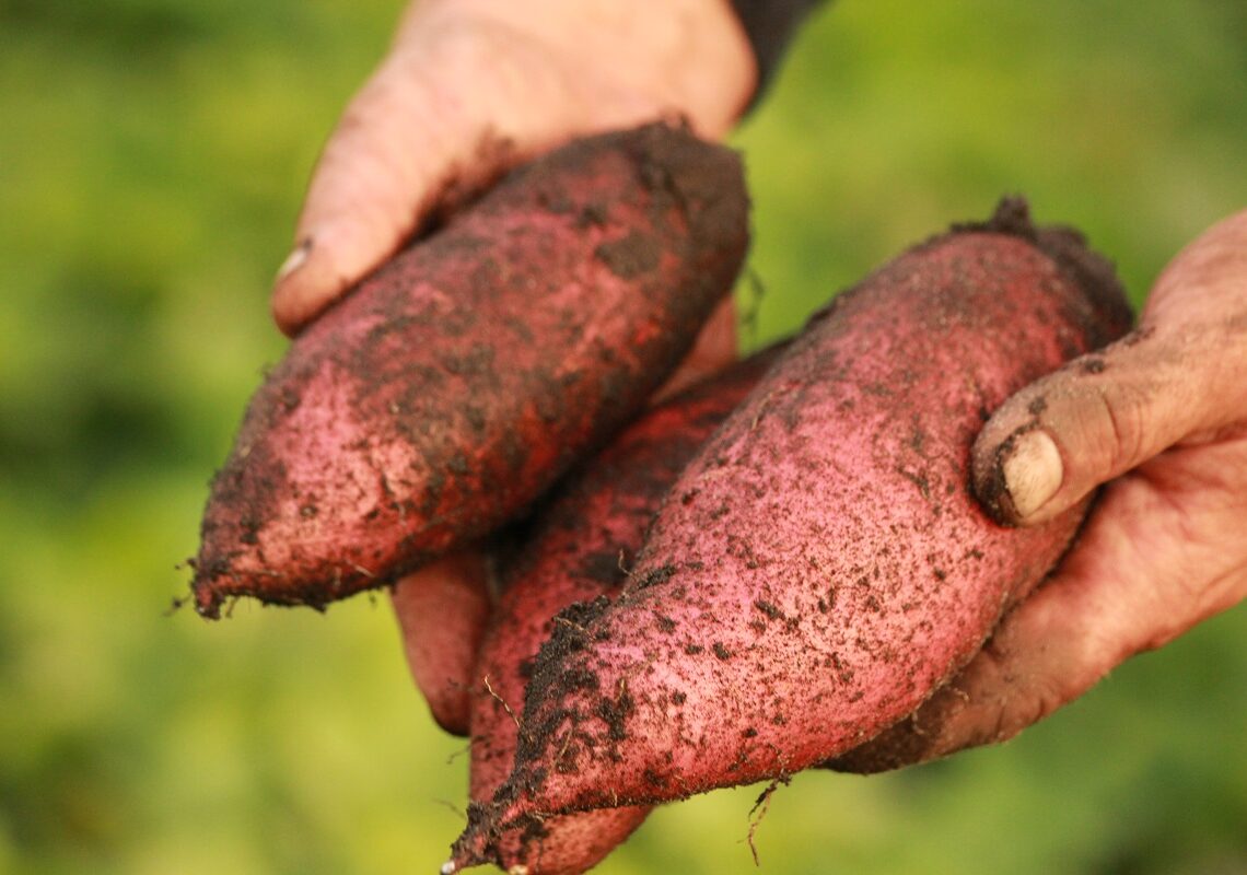 109 000 tonnes exportées vers l’Europe: La patate douce égyptienne… a la patate!