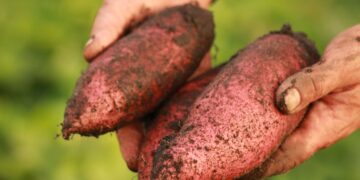 109 000 tonnes exportées vers l’Europe: La patate douce égyptienne… a la patate!