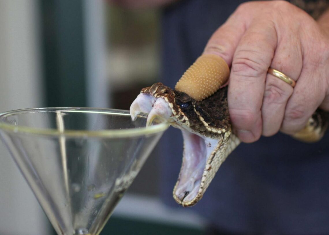 L&rsquo;institut Pasteur à la pointe: Des molécules de venin de serpent pour base de traitement des maladies cardiaques
