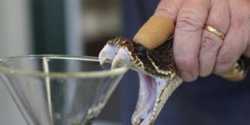 L’institut Pasteur à la pointe: Des molécules de venin de serpent pour base de traitement des maladies cardiaques