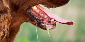 Pas arrivé depuis 30 ans: Neuf personnes sont mortes de la rage depuis le début de l’année en Tunisie