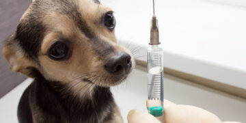 Prise de conscience à Médenine: La vaccination contre la rage des animaux domestiques en hausse