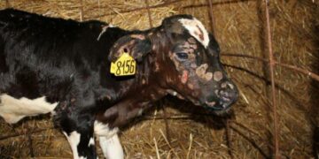 Un premier cas de dermatose nodulaire contagieuse bovine détecté à Jendouba