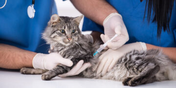 Lutte contre la rage: Vaccination de 140 000 chiens et 40 000 chats de compagnie