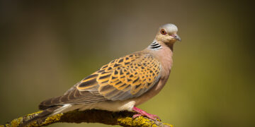 Changements climatiques, chasse… Quatre espèces d’oiseaux menacées d’extinction en Tunisie