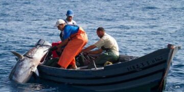 Pêche:  Les revenus des exportations de thon rouge en hausse de 9,1%