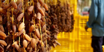 Le Maroc, premier importateur de dattes tunisiennes