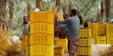 Exportations de dattes: La Tunisie enregistre une année record