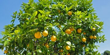 Nabeul: La production d’agrumes en baisse de 10%