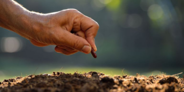 La campagne céréalière en difficulté: L&rsquo;UTAP alerte sur le manque de semences et d&rsquo;engrais