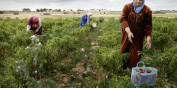 Publication au JORT d&rsquo;un décret-loi renforçant la protection sociale des travailleuses agricoles