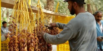 ONAGRI: Les exportations de dattes augmentent de 82,9 % en octobre, l’Italie principale destination