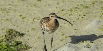 Extinction: Le courlis à bec grêle, un oiseau migrateur européen, a officiellement disparu