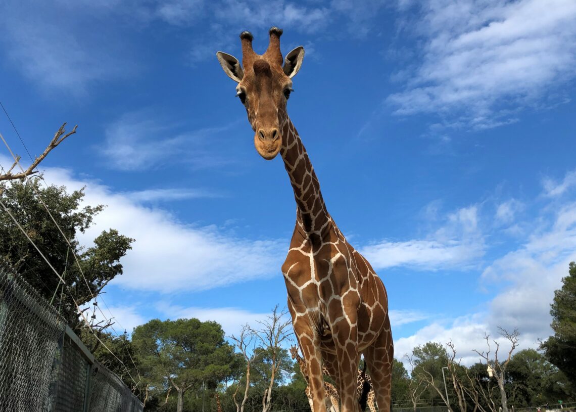 Bientôt l’ouverture d’un zoo à Radès