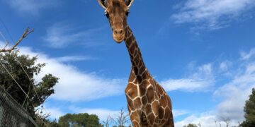 Bientôt l’ouverture d’un zoo à Radès