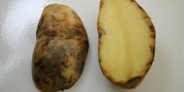 Sousse: Les pommes de terre importées pour pallier la pénurie sont contaminées