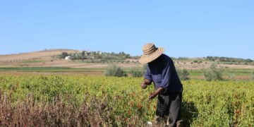 2024-2025: 190 millions de dinars alloués à la saison agricole