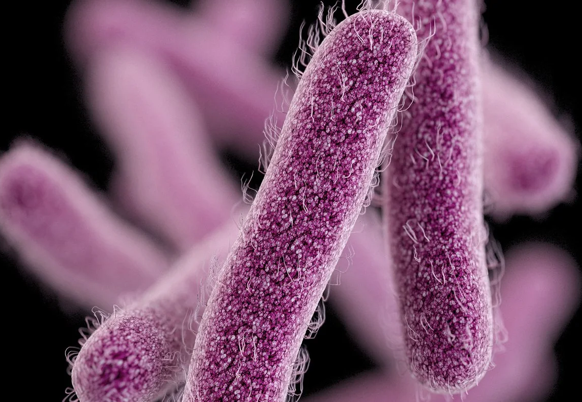 Sidi Bouzid : un enfant de 3 ans infecté par la bactérie Shigella