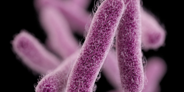 Sidi Bouzid : un enfant de 3 ans infecté par  la bactérie Shigella