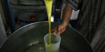 Huile d’olive: Lancement d’un point de vente direct du producteur au consommateur à Tozeur 