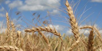 Jendouba: Des vers blancs s’attaquent aux champs de blé à Oued Mliz