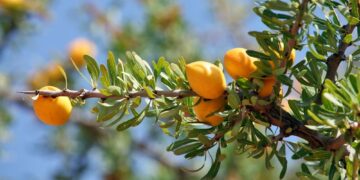 Un projet qui risque de déplaire à son voisin: L&rsquo;Algérie ambitionne de planter 200.000 arganiers
