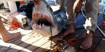 Philippines: Un touriste russe retrouvé dans la gueule d&rsquo;un requin