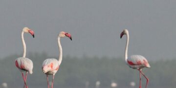Une espèce protégée: La douane déjoue une tentative de trafic de flamants roses à Jendouba