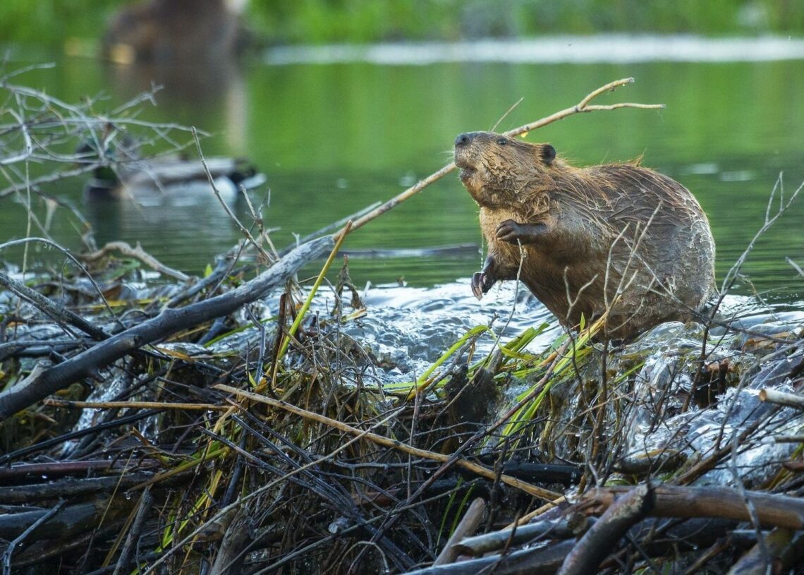 Insolite: Des castors construisent un barrage et font économiser un million d’euros à la République Tchèque