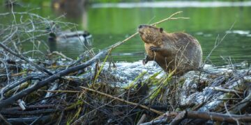 Insolite:  Des castors construisent un barrage et font économiser un million d’euros à la République Tchèque