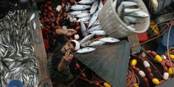 2024: Les produits de la pêche cumulent 387 MDT d’excédent commercial