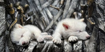 Le même que dans la série Game of Thrones: Des chercheurs « ressuscitent » le loup géant, disparu il y a 13 000 ans