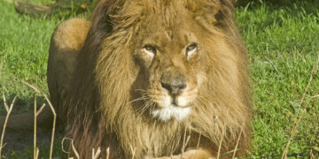 Parc national de Jebel Orbata: Un employé attaqué par un lion
