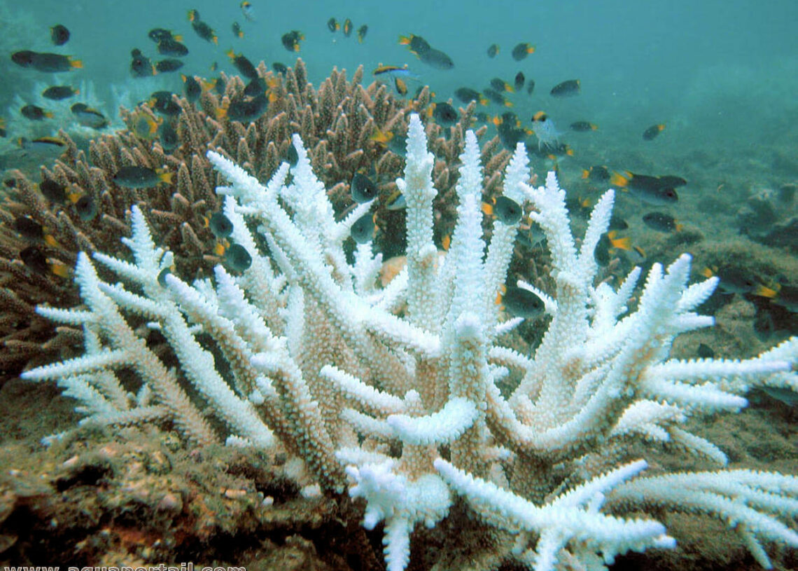 Un danger pour la planète et l’Homme : 83,7% des récifs coralliens touchés par un blanchiment intense