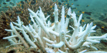 Un danger pour la planète et l’Homme : 83,7% des récifs coralliens touchés par un blanchiment intense